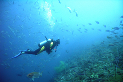 scuba_diving_tours